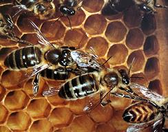 DAN ODPRTIH VRAT SLOVENSKIH ČEBELARJEV 2